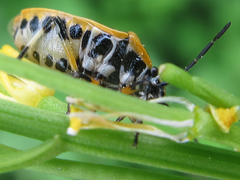 Eurydema gebleri