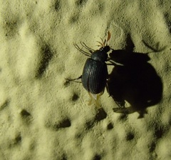 Maladera holosericea