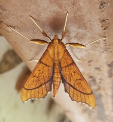 Anarmodia