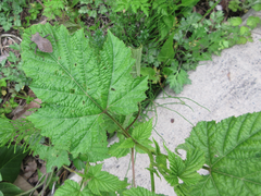 Rubus crataegifolius