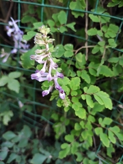 Corydalis edulis