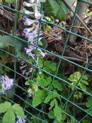 Corydalis edulis