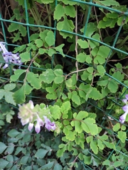 Corydalis edulis
