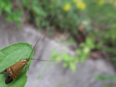 Nemophora staudingerella