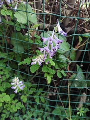 Corydalis edulis