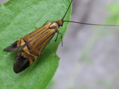 Nemophora staudingerella