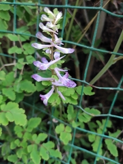 Corydalis edulis