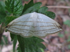 Ditrigona conflexaria