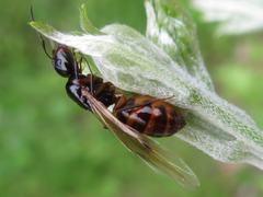 Camponotus nipponensis