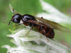 Camponotus nipponensis