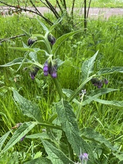 Symphytum officinale
