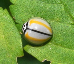 Oenopia divergens