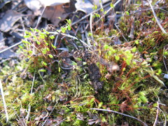 Bryum caespitosum