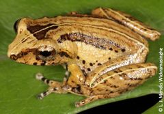 Long-Spined Bubble-Nest Frog photo 2