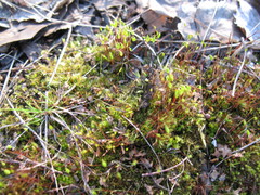 Bryum caespitosum
