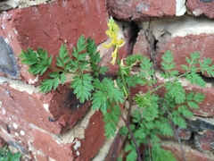 Corydalis pallida
