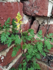 Corydalis pallida
