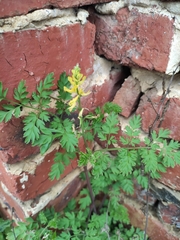 Corydalis pallida