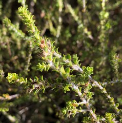 Pultenaea densifolia