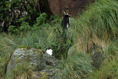 Urtica australis