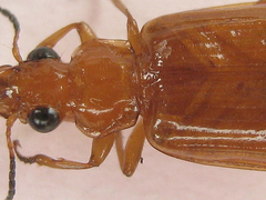 Parena ferruginea