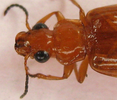 Parena ferruginea