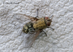 Pollenia rudis