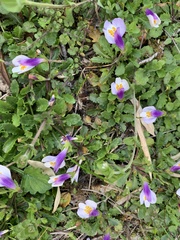 Mazus alpinus