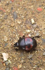 Hister quadrimaculatus