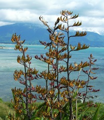 Phormium