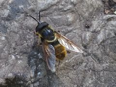 Callicera aenea