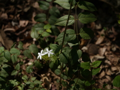 Jasminum coarctatum coarctatum