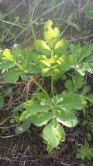 Lichtensteinia interrupta