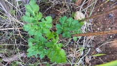 Lichtensteinia interrupta