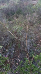 Lichtensteinia interrupta
