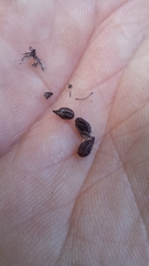 Lichtensteinia interrupta