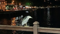 Nycticorax nycticorax