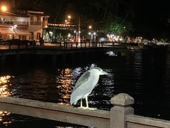 Nycticorax nycticorax