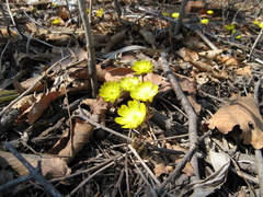 Adonis amurensis