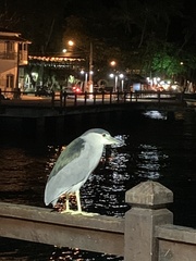 Nycticorax nycticorax