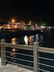 Nycticorax nycticorax