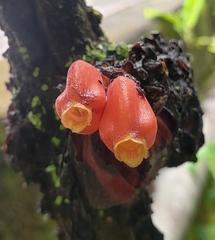 Drymonia urceolata