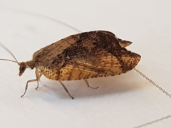 Drepanacra binocula