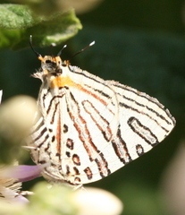 Cigaritis natalensis