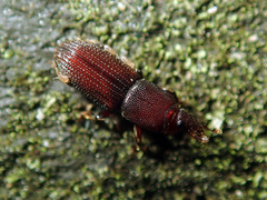 Xenocnema spinipes