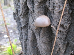 Pleurotus calyptratus
