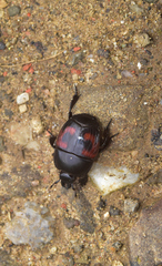 Hister quadrimaculatus