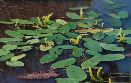 Aponogeton desertorum (Aponogeton desertorum)
