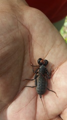 Mastigoproctus proscorpio