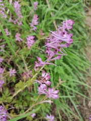 Corydalis edulis